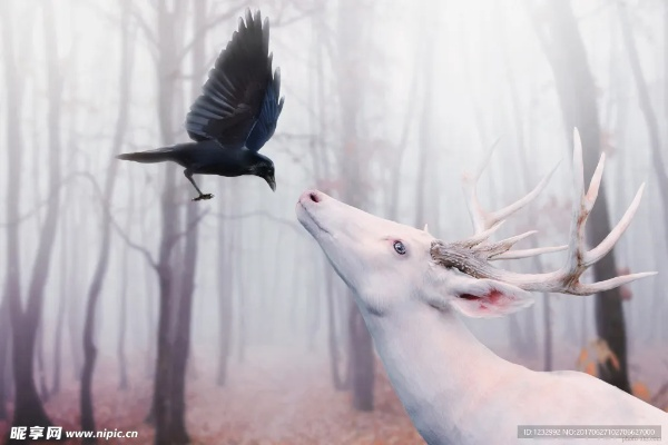 (白鹿微整了吗)大陆薇薇白鹿飞，神秘传说中的奇幻生物之谜揭晓